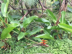Heliconia bihai