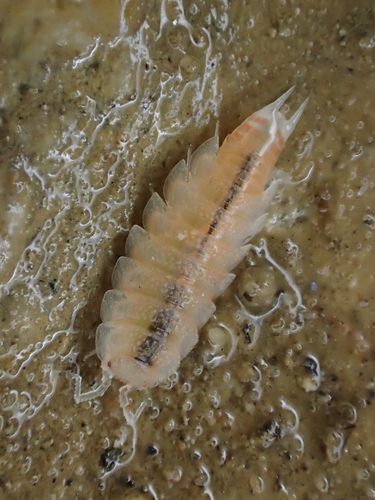 Phymatoniscus propinquus