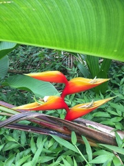Heliconia bihai