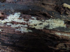 Hyphodontia arguta