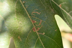 Ectoedemia platanella group