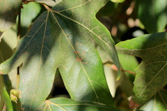 Ectoedemia platanella group