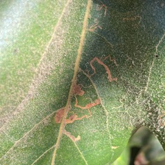 Ectoedemia platanella group