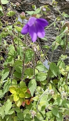 Campanula pallida