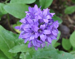 Campanula pallida