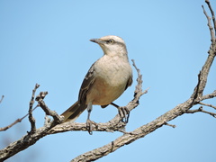 Mimus saturninus frater