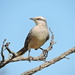 Mimus saturninus frater - Photo (c) Matheus M. Santos, some rights reserved (CC BY-NC), uploaded by Matheus M. Santos