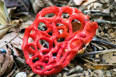 Clathrus cristatus