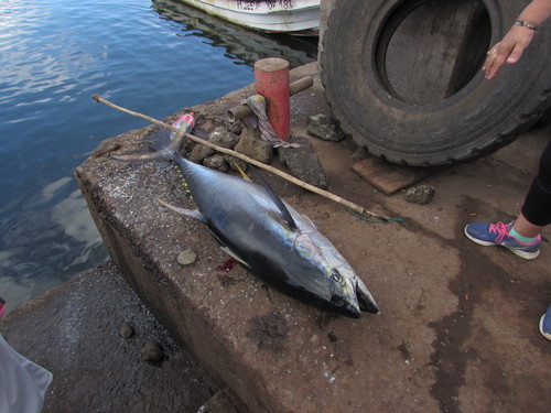 Yellowfin Tuna