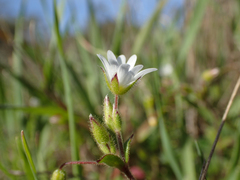 Cerastium pumilum