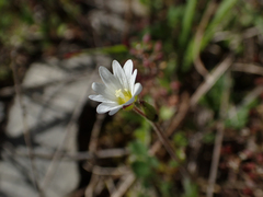 Cerastium pumilum