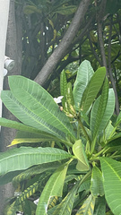 Plumeria obtusa