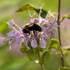 Bombus impatiens