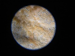 Sarsia
