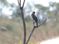 Schistochlamys ruficapillus