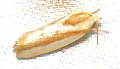 Earias huegeliana
