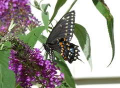 Papilio polyxenes