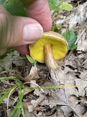 Aureoboletus auriporus
