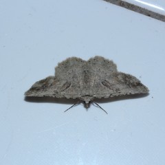 Aeolochroma melaleucae