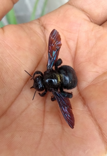 Abejorro Carpintero del Pacífico (Xylocopa gualanensis)