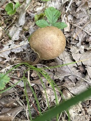 Aureoboletus auriporus