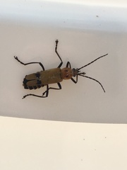 Chauliognathus discus