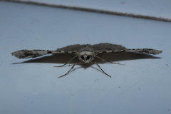 Aeolochroma melaleucae