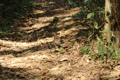 Odontophorus capueira