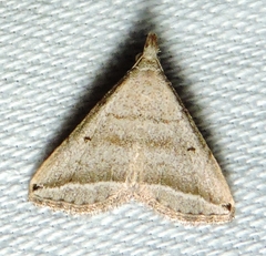 Lysimelia lenis
