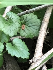 Leiobunum nigropalpi