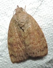 Austrocarea iocephala