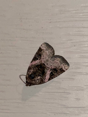 Pseudeustrotia carneola