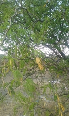 Prosopis laevigata