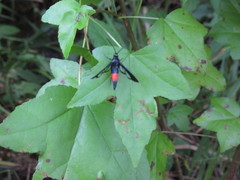 Synanthedon rubrofascia