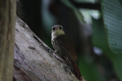 Xiphorhynchus fuscus