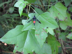 Synanthedon rubrofascia