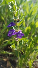 Scutellaria drummondii