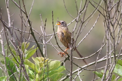 Emberizoides herbicola