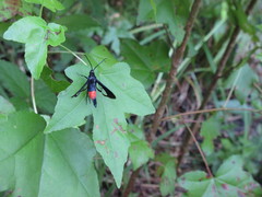 Synanthedon rubrofascia