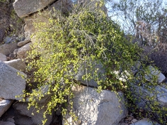 Bursera rupicola