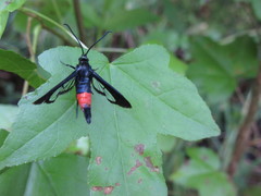 Synanthedon rubrofascia