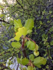 Bursera rupicola