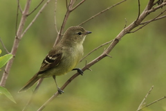 Elaenia sordida