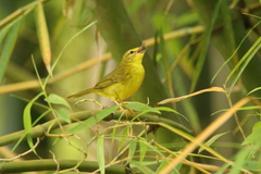 Myiothlypis flaveola