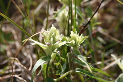 Castilleja pallida caudata