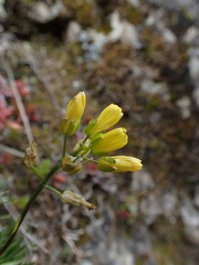 Draba aizoides