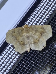 Metarranthis indeclinata