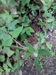 Plagiolophus millspaughii
