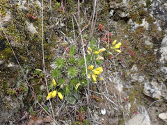 Draba aizoides