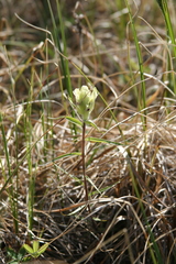 Castilleja pallida caudata